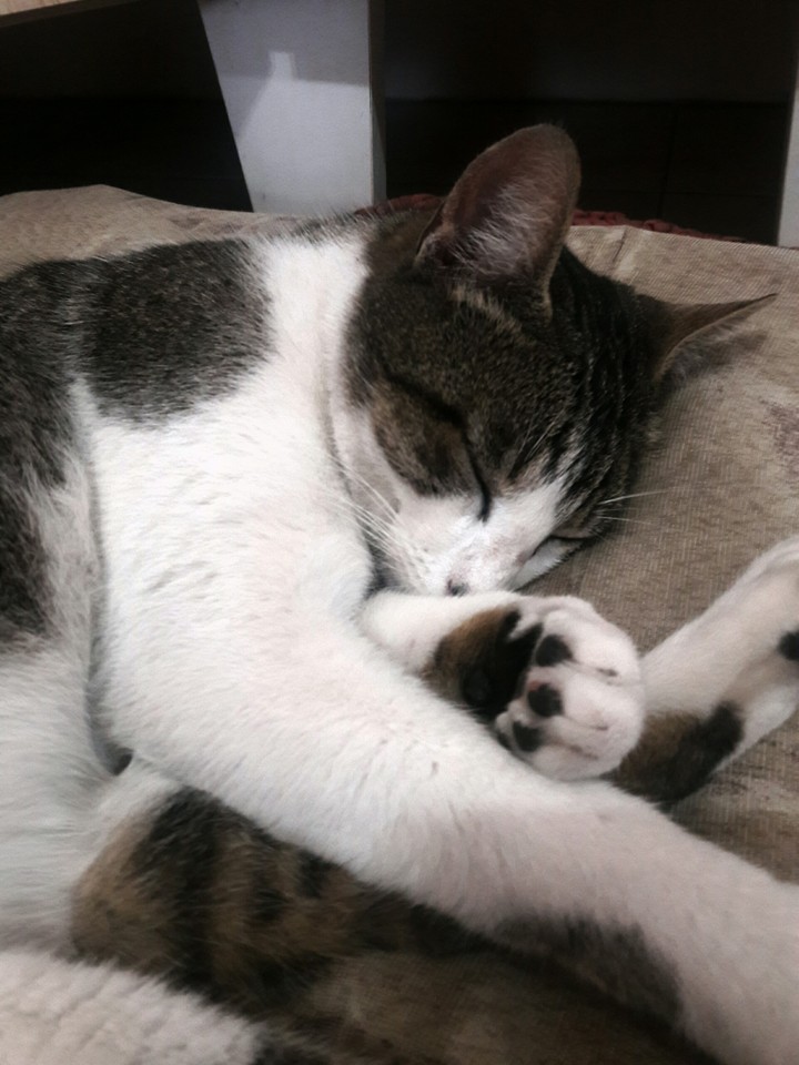 The Cat