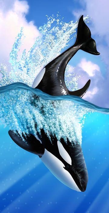whale