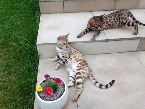 hình nền savannah, felidae