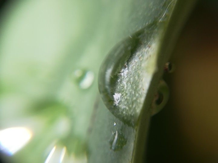 Rain drop