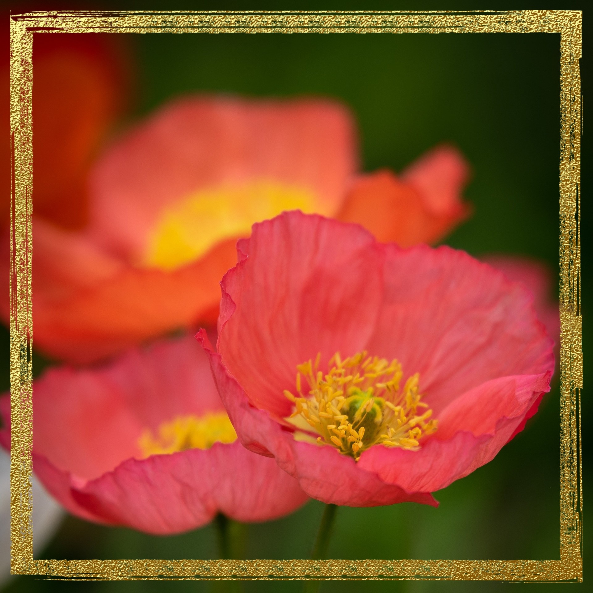 Poppies