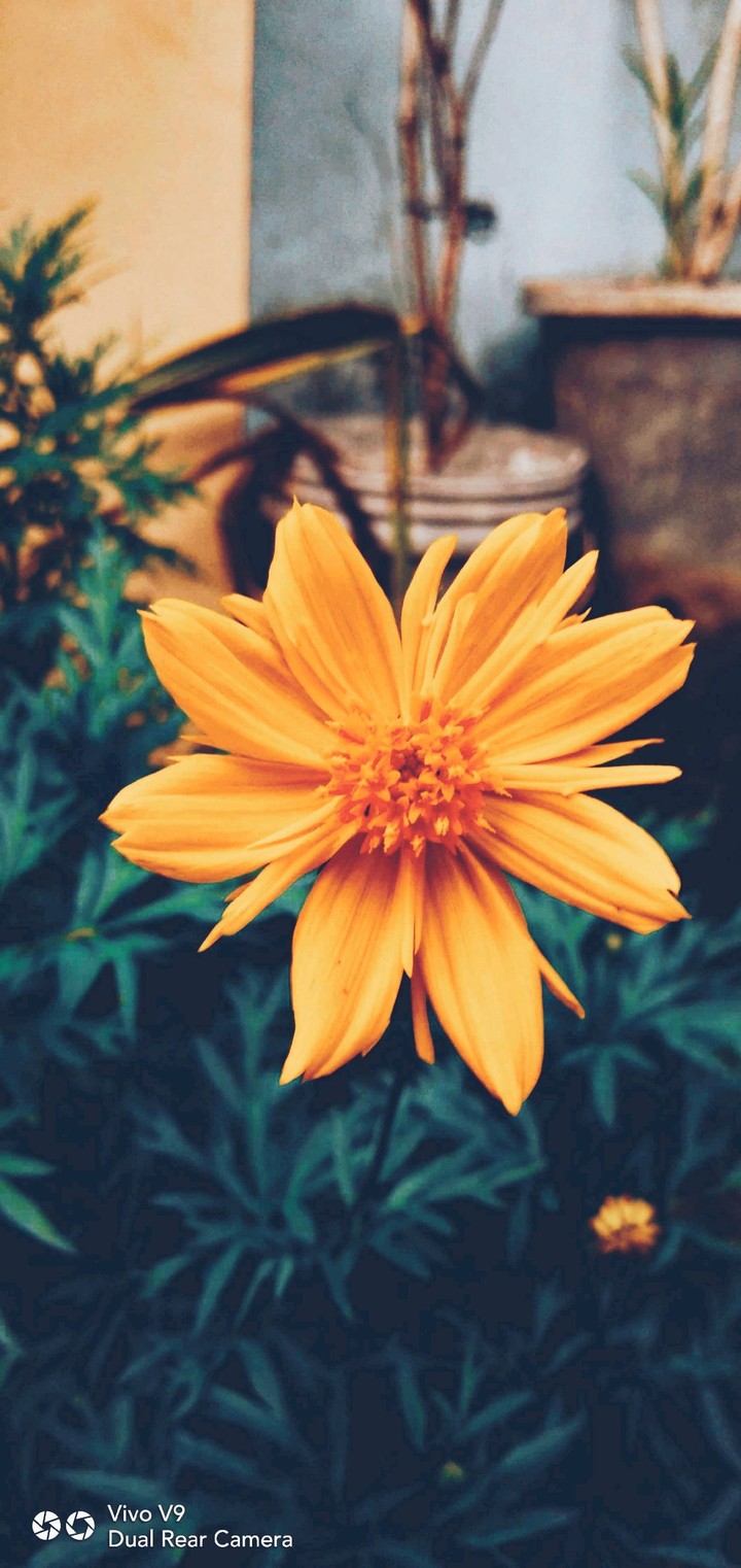 Light orange flower