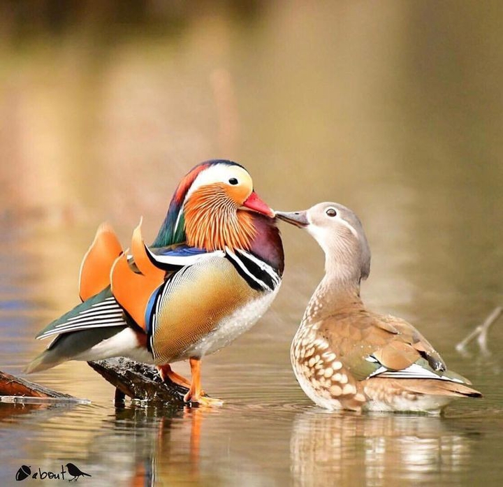 aves