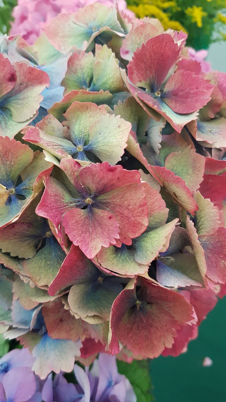 Hydrangea