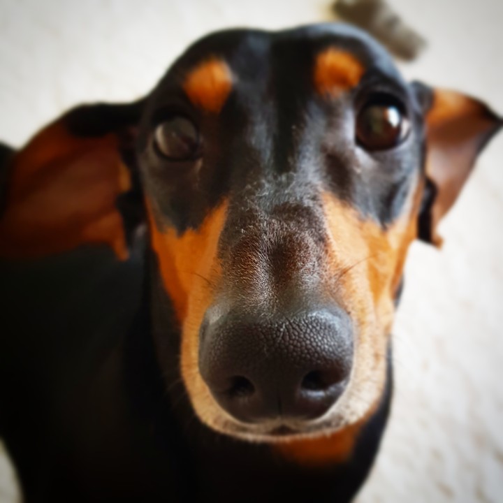 Peter daschund
