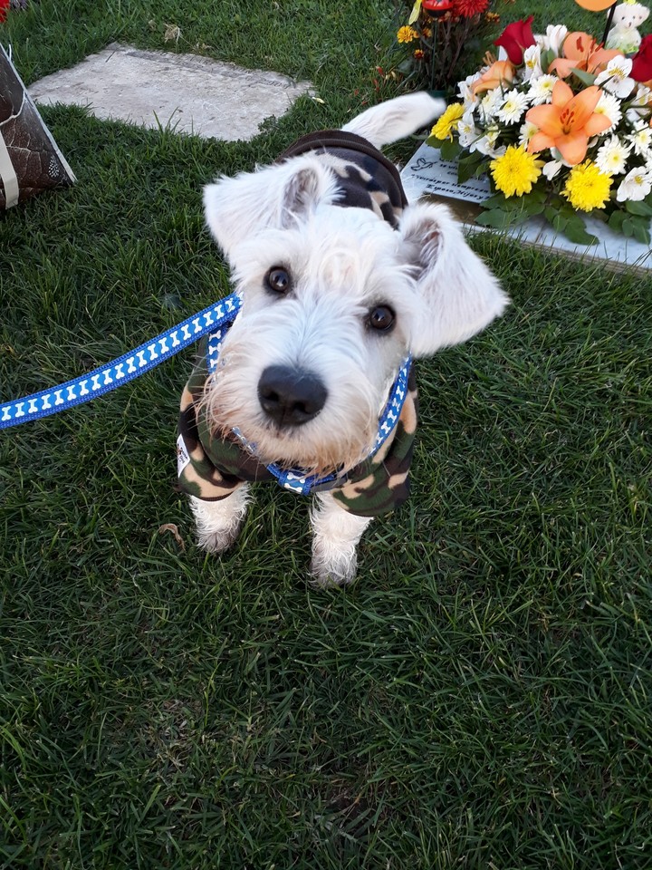 mi bebe verne