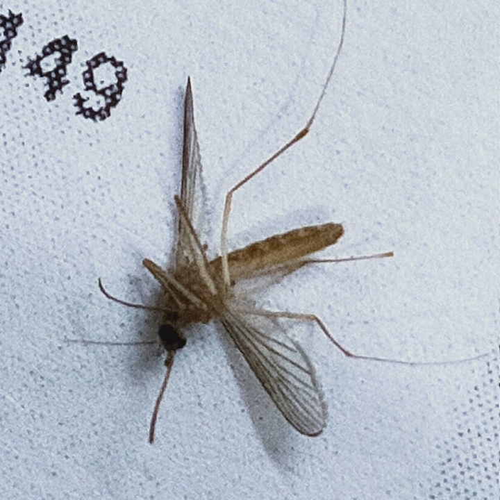 Mosquito ... THE BLOOD COLLECTOR ?