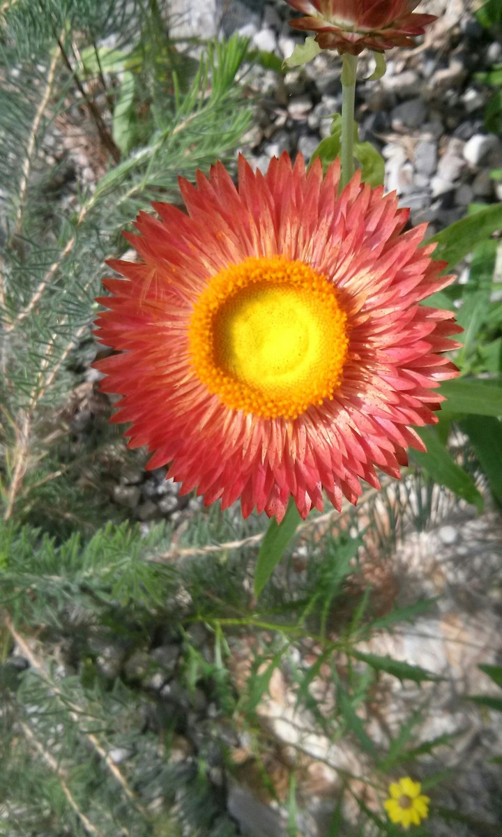 flower