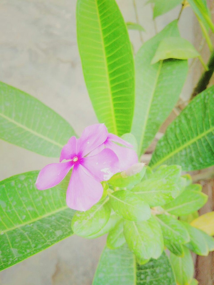 Pink Flowers and the green leaves