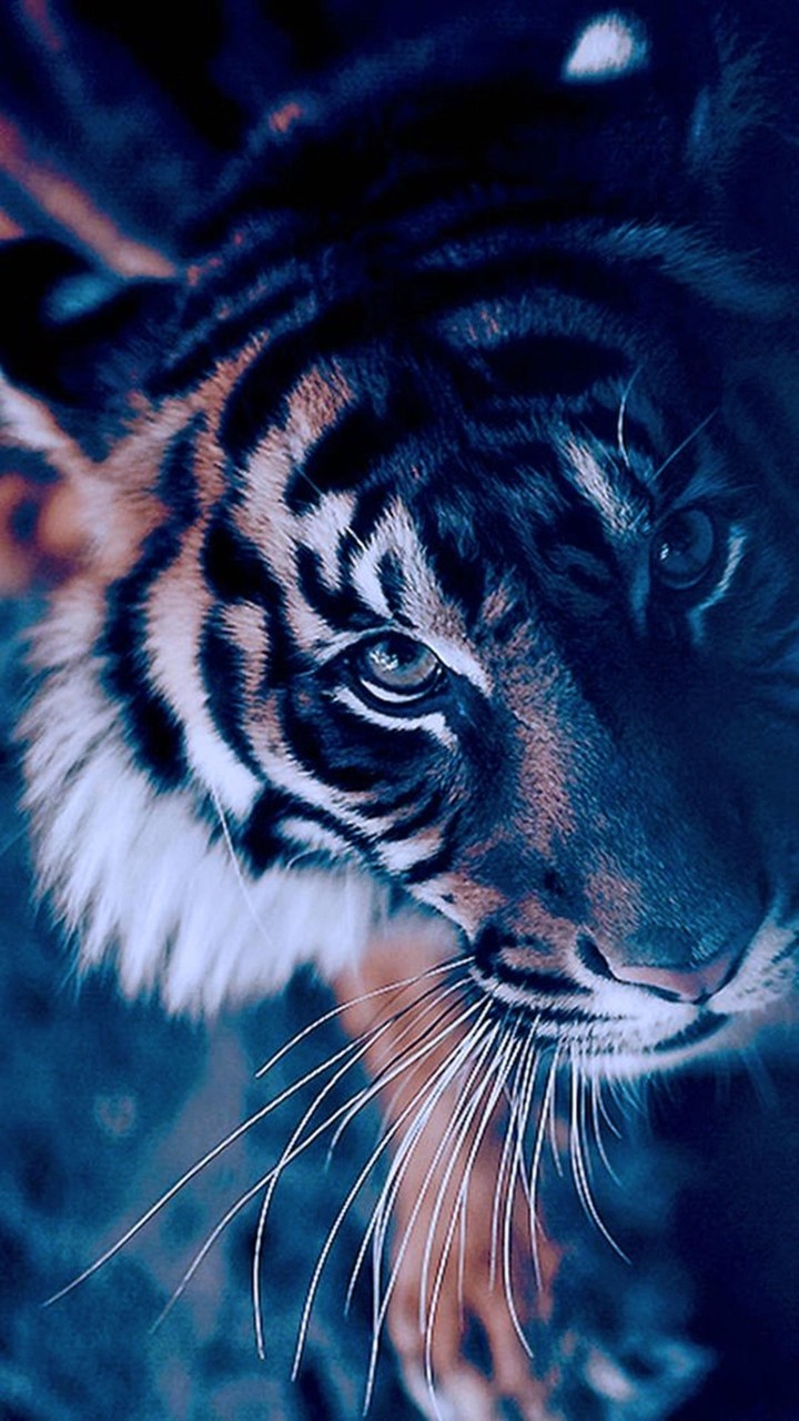 tiger