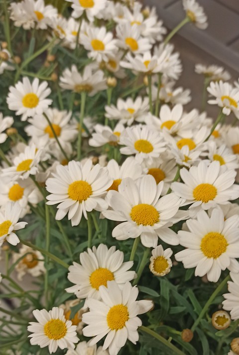 plant, flower Hintergrundbilder