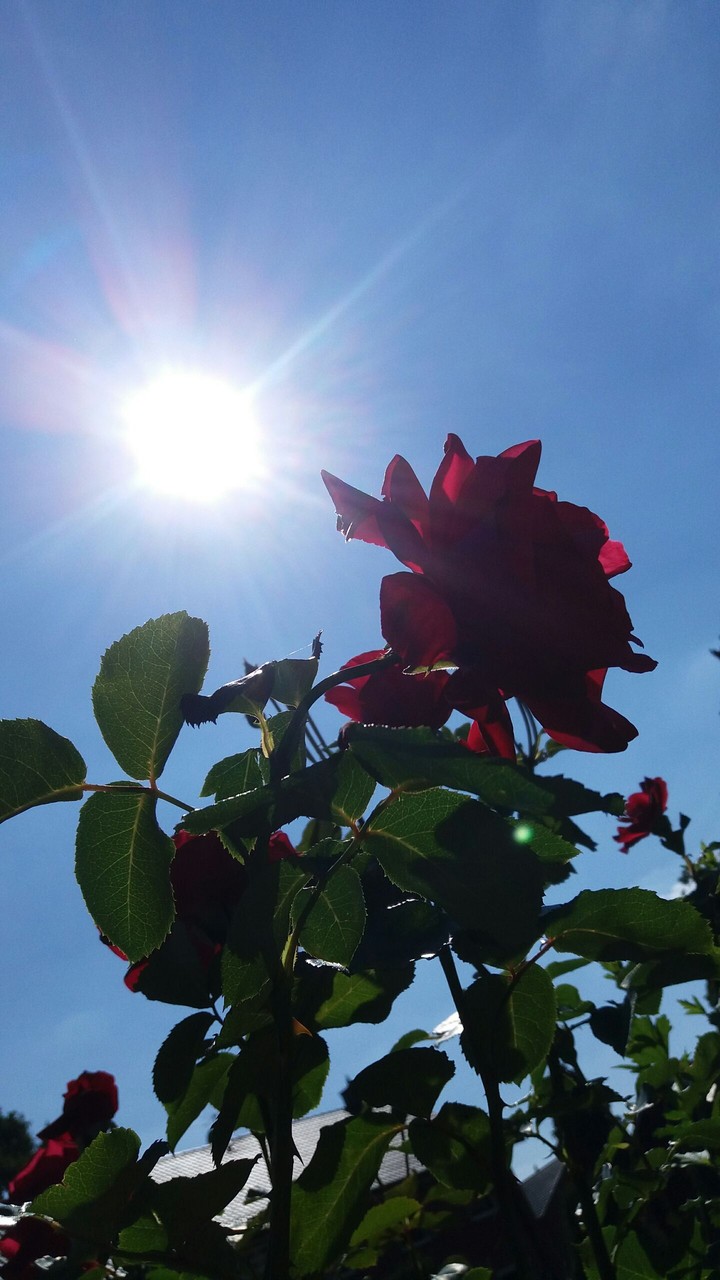 roses❤