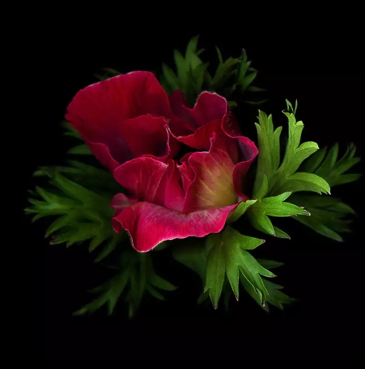 anemone