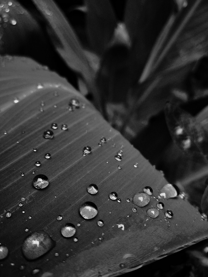 raindrops