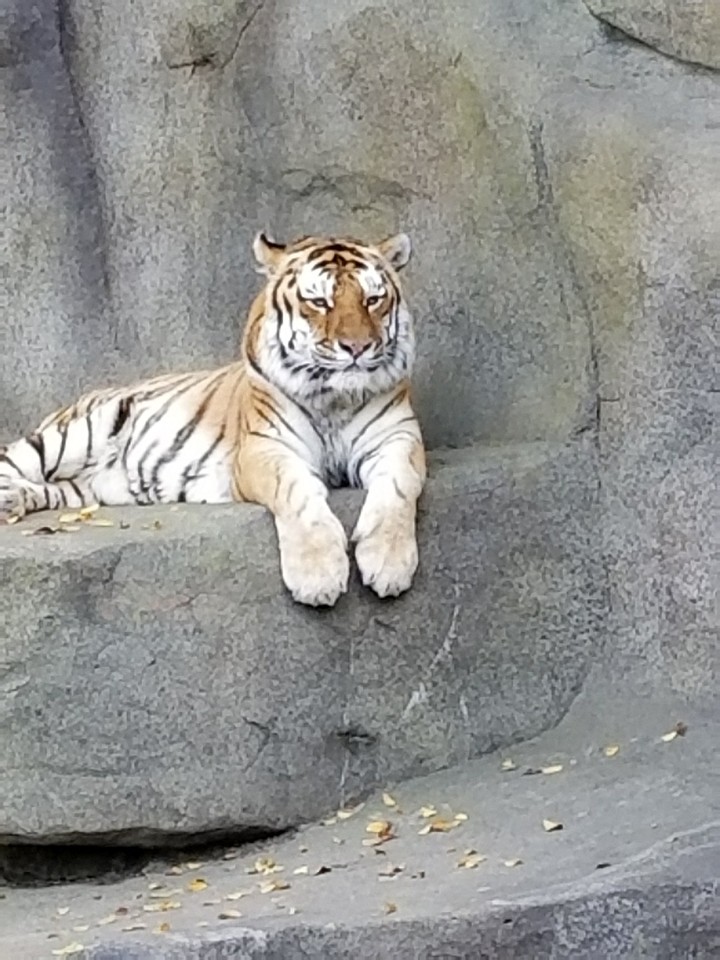 King