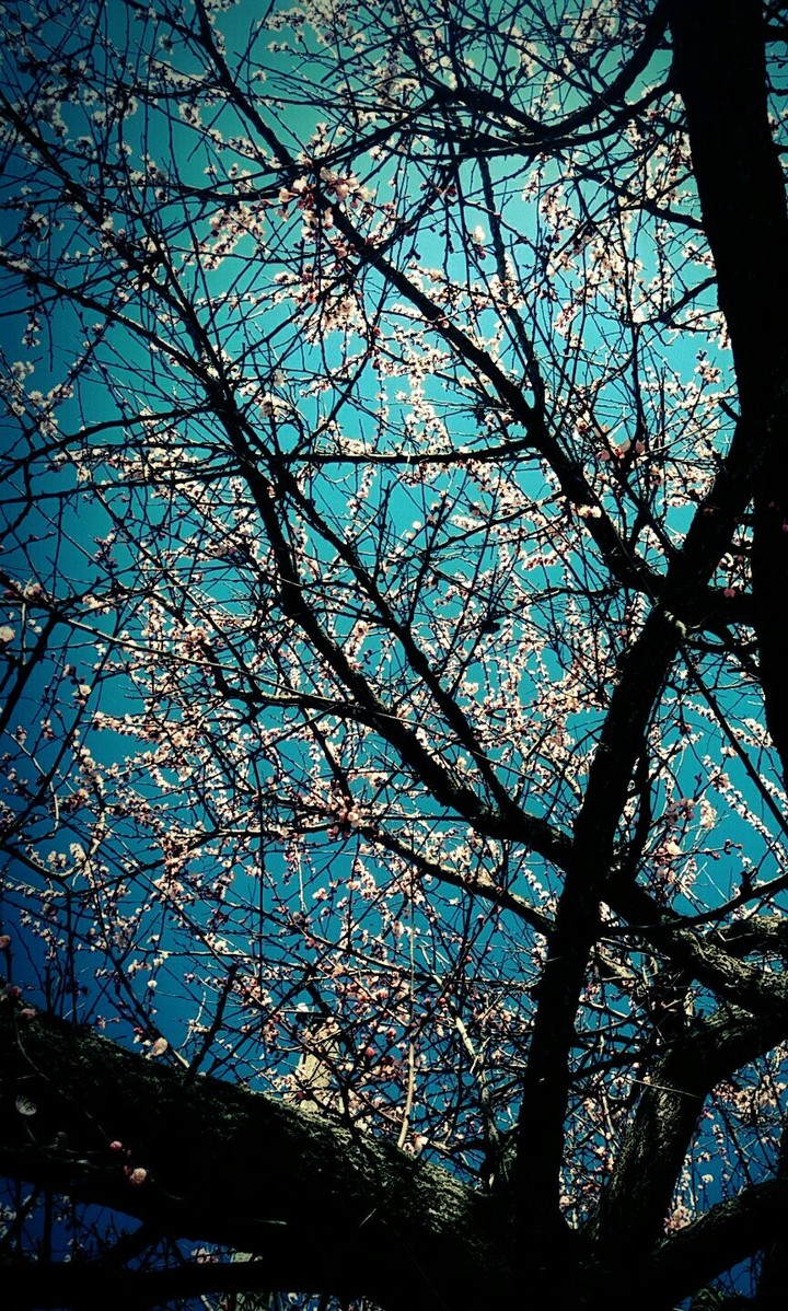 Spring