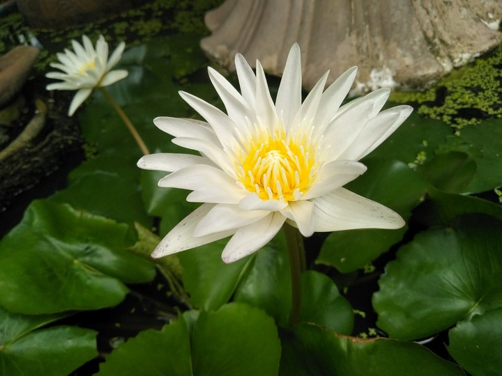 lotus