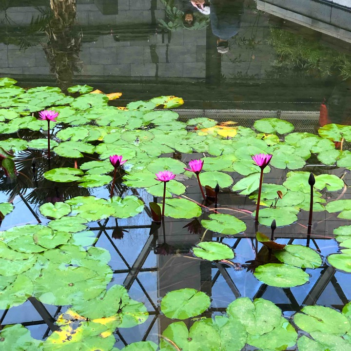 Lotus