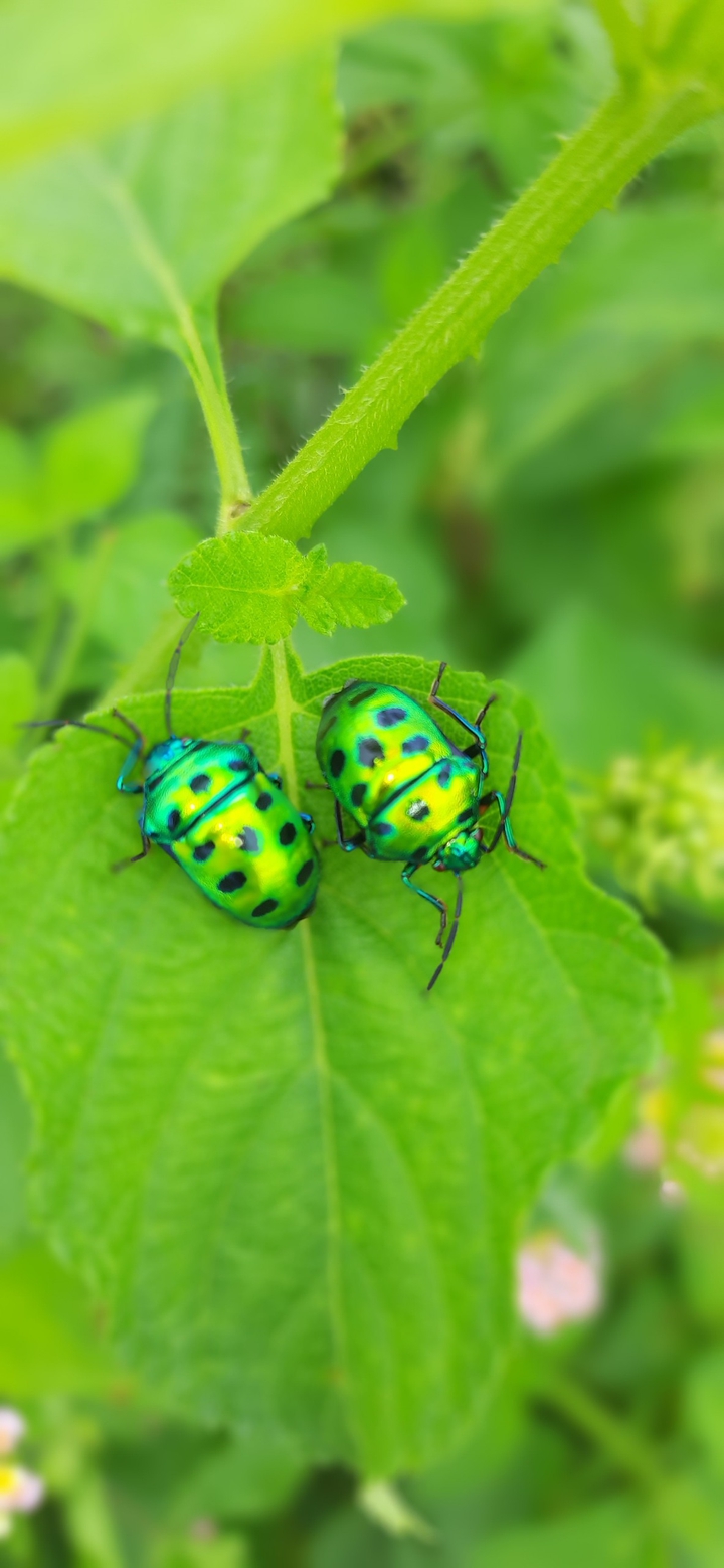 insect