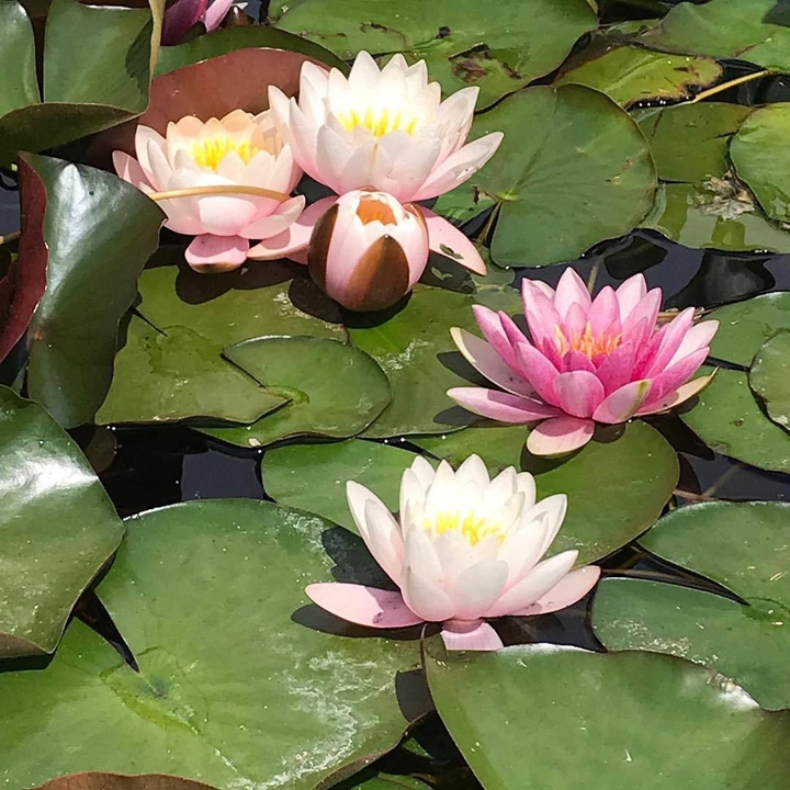 lotus