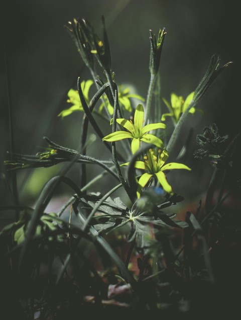 darkness, grass háttérképek