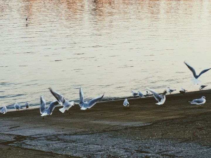 Seagulls