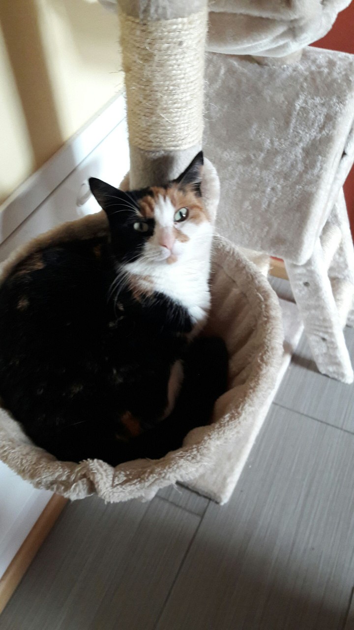 cat