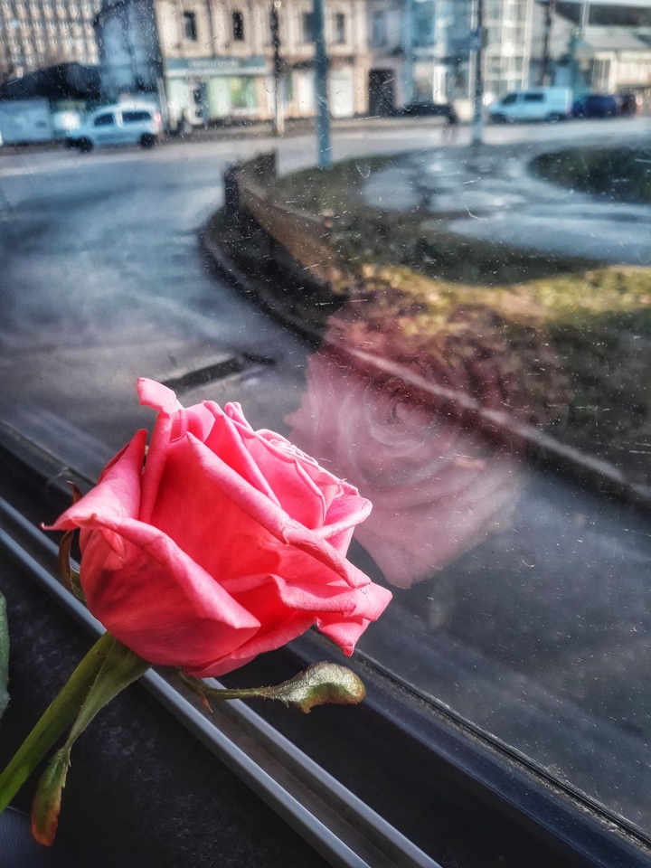 rosa