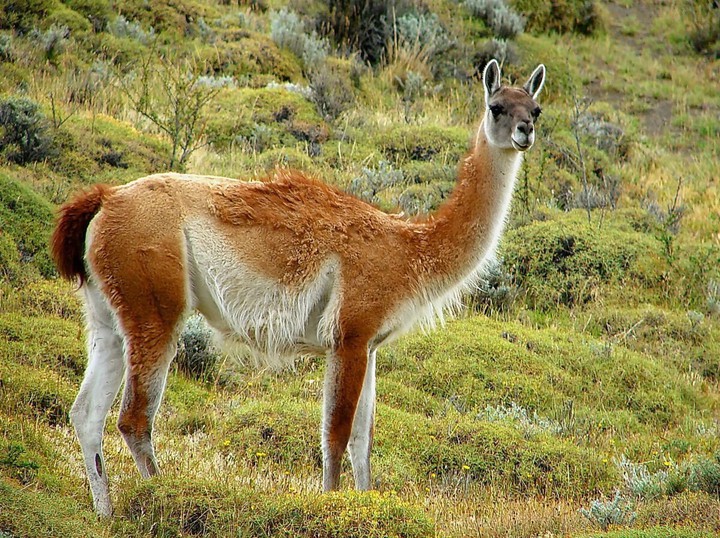 animals
