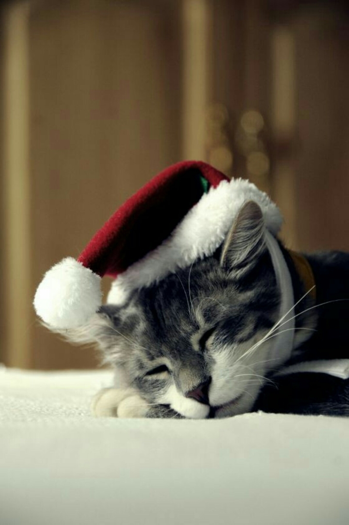 kitten