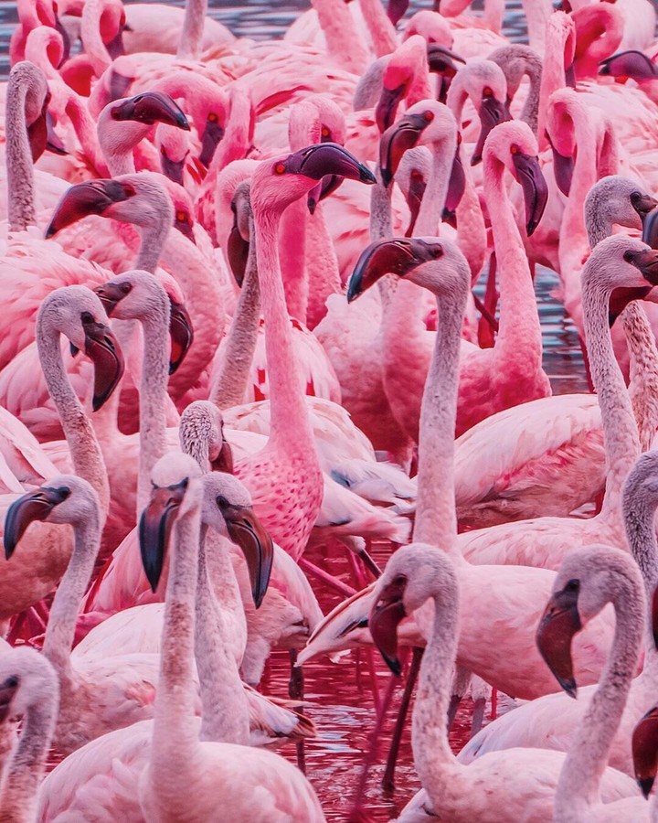 Flamingo