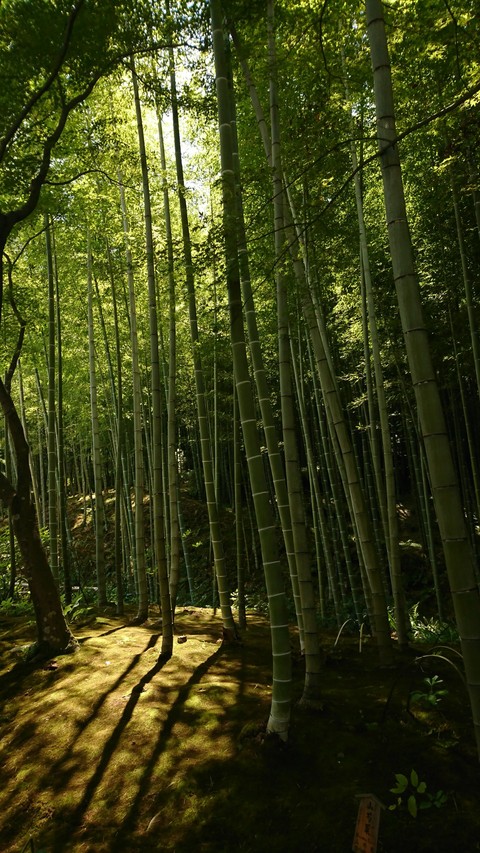 竹林の影