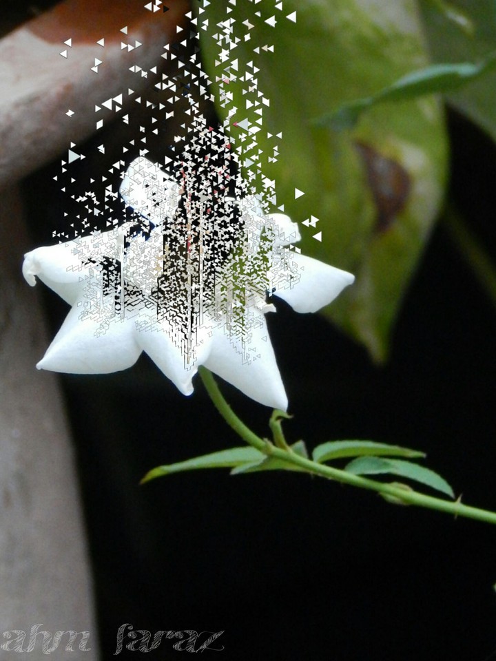 white flower dispersion nature love awesome copyright