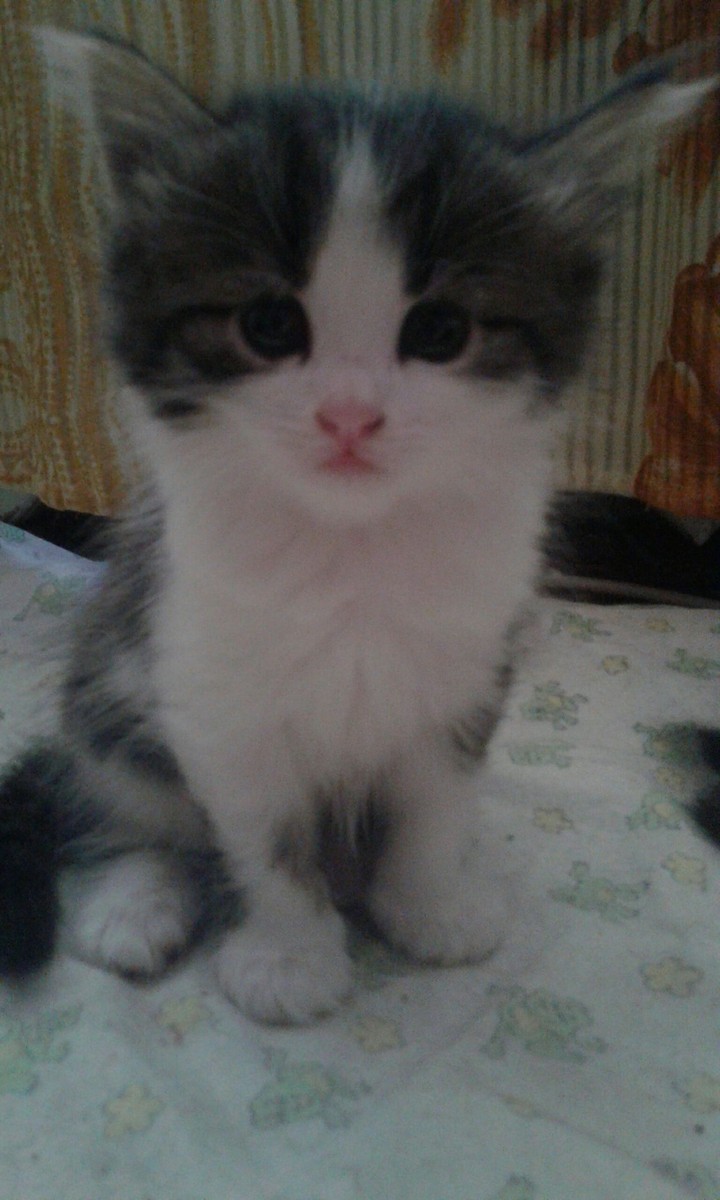 Котя