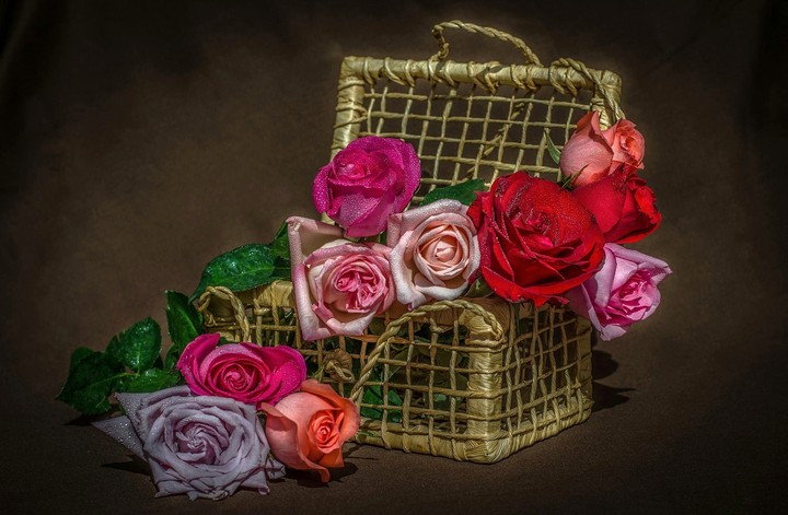 Roses