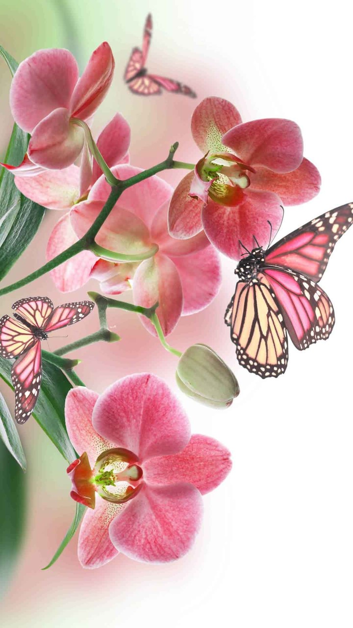Beautiful butterfly