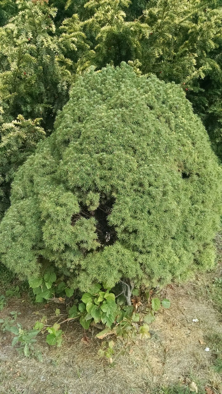 пл