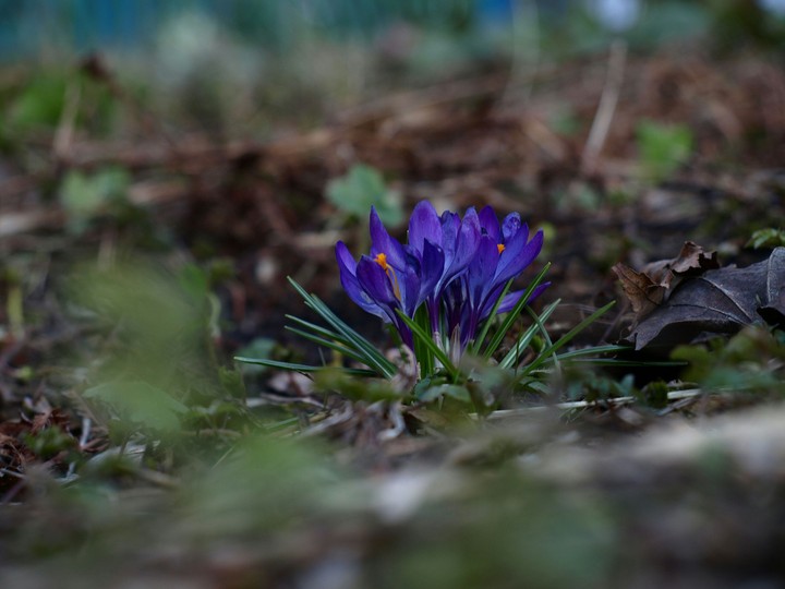 Crocuses