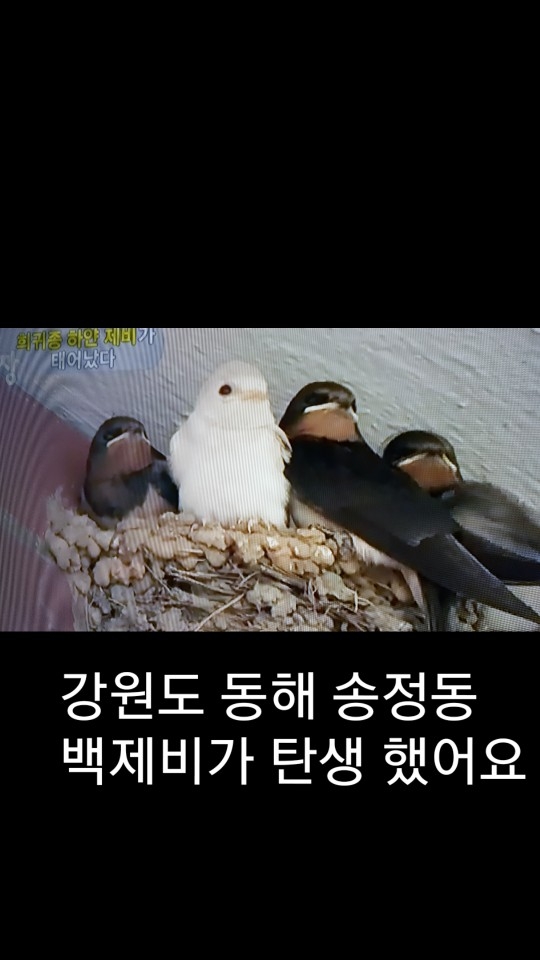 제비사진