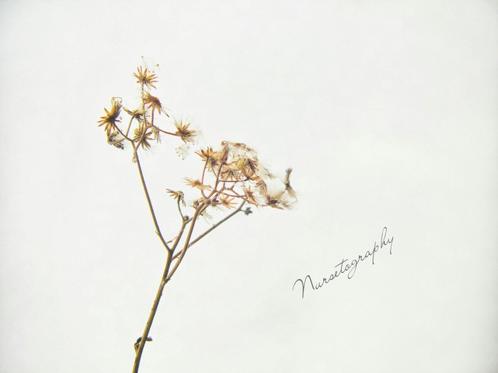 nursetography