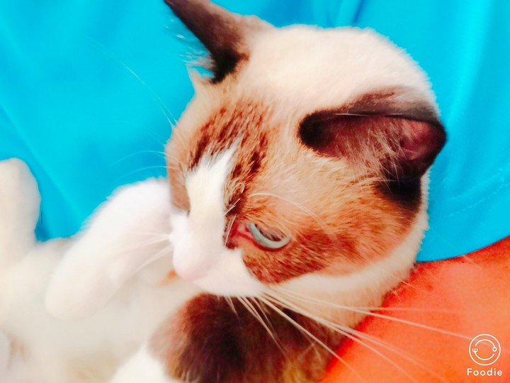 ねこ
