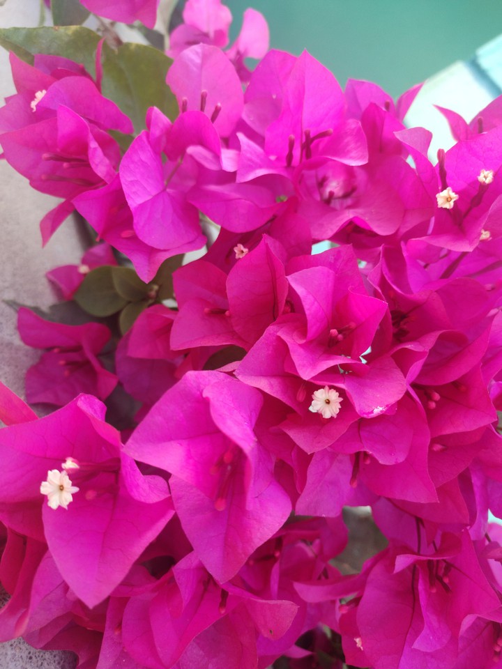 flowers