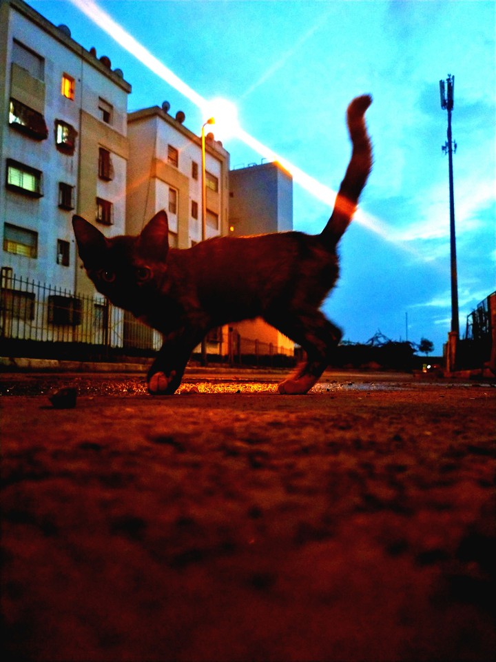 Black Cat ?