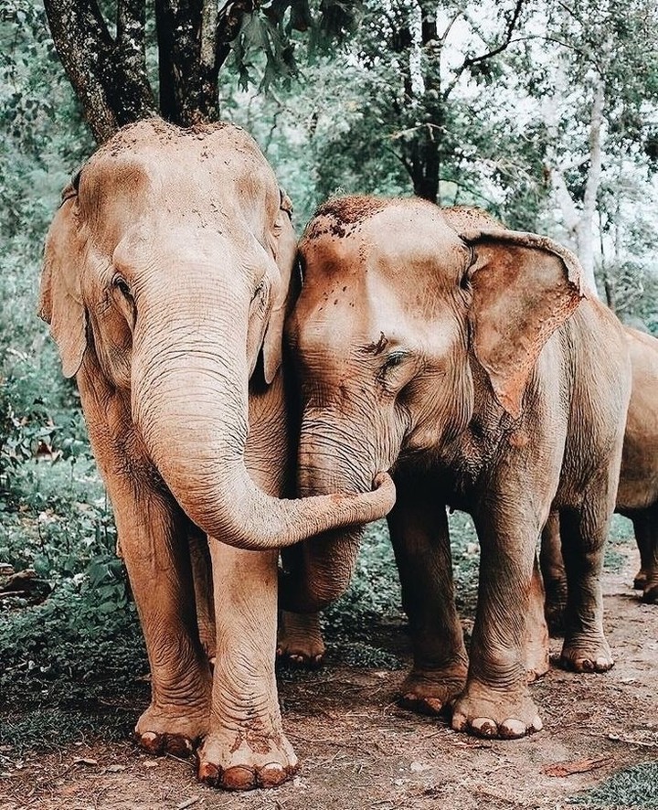animal