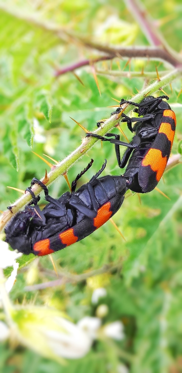 insect metting