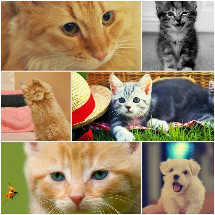 funny cat