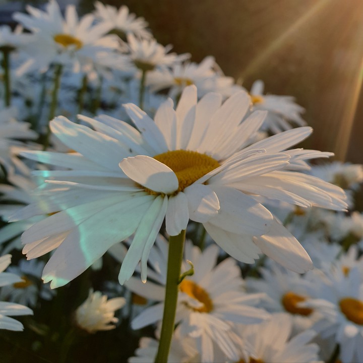 Big daisies