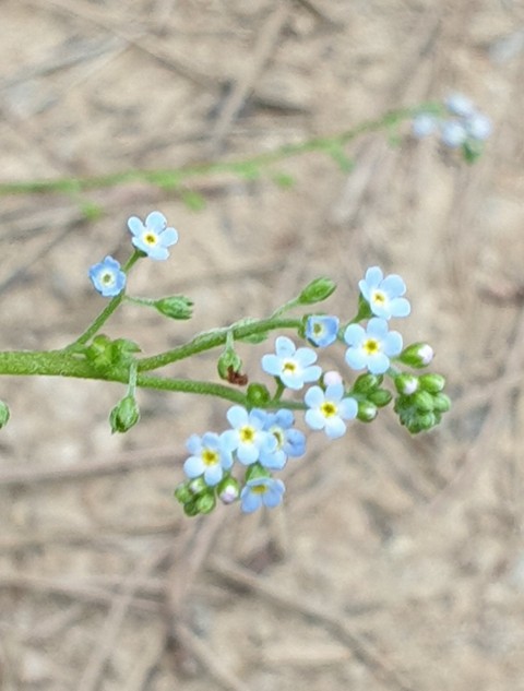 groundcover, Forget-Me-Not वॉलपेपर