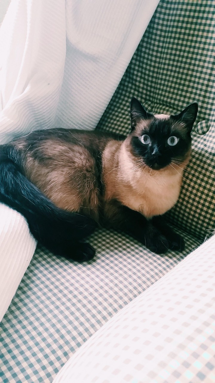 Kitty