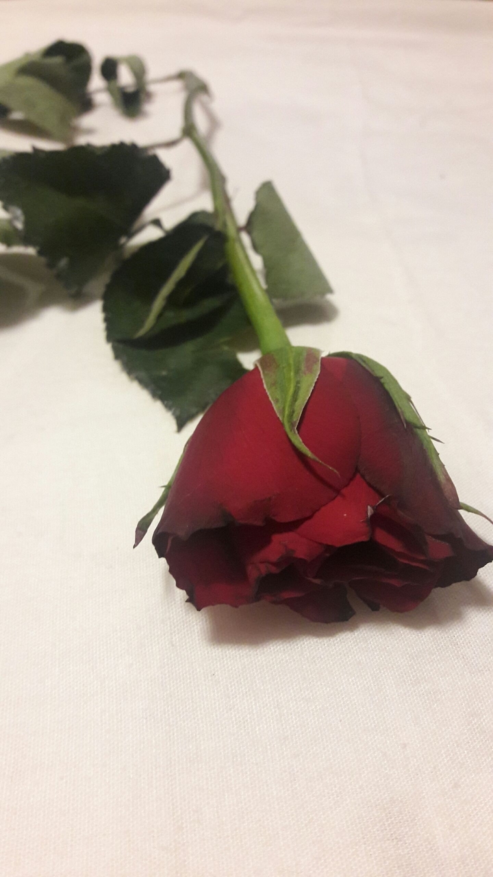rose